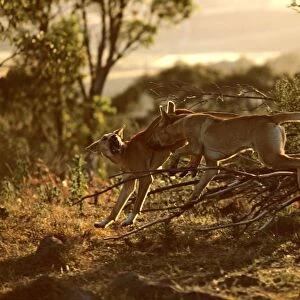 Dingo (Canis lupus dingo) fighting, Eastern Australia JPF26715