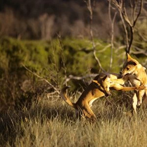 Dingo (Canis lupus dingo) fighting, East coast, New South Wales, Australia JPF23335