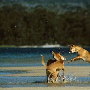 Dingo (Canis lupus dingo) three fighting at water's edge, Southeastern Australia JPF26718