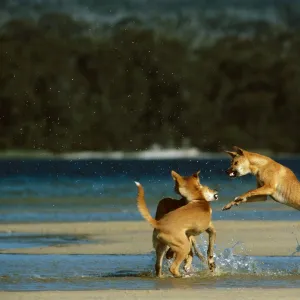 Australian dingo (Canis lupus dingo) - JungleDragon