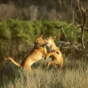 Dingo (Canis lupus dingo) pair fighting, Australia JPF23336