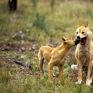 Dingo (Canis lupus dingo) pup showing submissoin to adult, Southern New South Wales, Australia JPF26727
