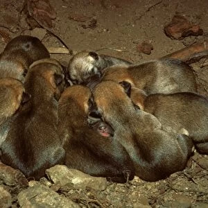 Dingo - three day old pups in den, New South Wales, Australia JPF17562