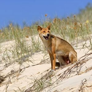 Dingo - female adult resting on a sand dune - Fraser Island World Heritage Area, Great Sandy National Park, Queensland, Australia