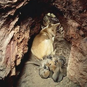 Dingo - female & pups
