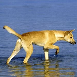 Dingo - Hunting in water - Southern New South Wales - Australia JPF17417