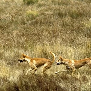 Dingo - pair running in open grassland, Southern New South Wales, Australia JPF19002