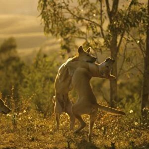 Dingo - Playing - East coast - New South Wales - Australia JPF17250