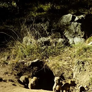 Dingo - pups at den - Southern New South Wales, Australia JPF17512