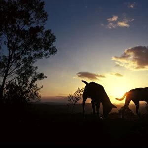 Dingo - silhouette of pair against setting sun, Southern New South Wales, Australia JPF17607