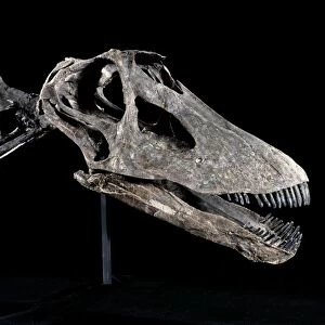 Dinosaur - Diplodocus skull. Morrison Fm, Jurassic Wyoming USA. Specimen Courtesy Western Paleontological Laboratories, OREM, Utah, USA