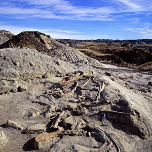 dinosaur excavation - Hadrosaur bones Hadrosaur bones in situ after excavation. Dinosaur Park Formation, Late Cretaceous, Dinosaur Provincial Park, Alberta, Canada CC 46