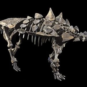 Dinosaurs: Ankylosaurs (armored dinosaurs) Juvenile Ankylosaur (armored dinosaur) of the Lower Cretaceous, Utah, USA Size skeleton: length: 11. 5 ft; H: 41 inches Reconstruction: Robert Gaston, Gaston Design