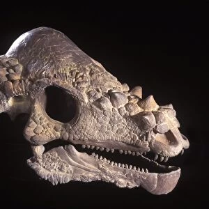 Dinosaurs: Pachycephalosaurus skull Family: Pachycephalosauridae Two-legged plant-eater 15 feet long Late Cretaceous of Alberta (Canada) and Wyoming (USA)