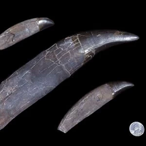 Dinosaurs - Theropods - Tyrannosaurus rex teeth Teeth of the T rex named "STAN"; middle tooth is 29 cm long (11 1/2 in. ) From the Collections of the Black Hills Institute of Geological Research, Hill City, South Dakota