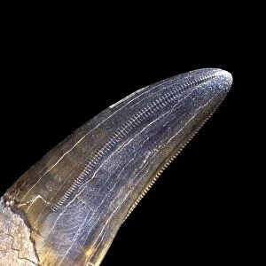 Dinosaurs - Theropods - Tyrannosaurus rex tooth Close-up of a front tooth, showing two serrated edges that were facing the inside of the mouth