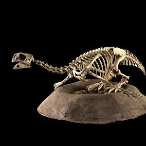 Dinosaurs - Threropods Conchoraptor is a small Oviraptorid dinosaur from the Late Cretaceous of Mongolia. Named by Barsbold in 1986. Represented here sitting on and protecting its nest