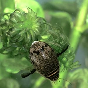 Diving beetle amongst water plants