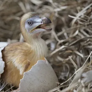 Dodo - chick just hatched in nest