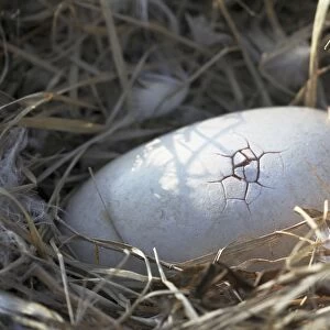 Dodo - hatching egg first crack