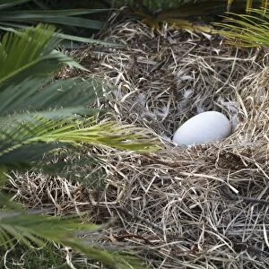 Dodo - nest with egg