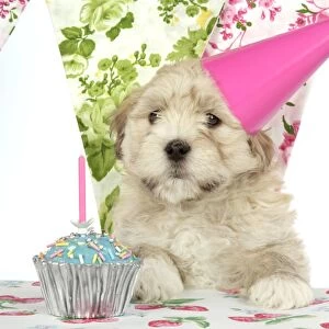 Dog - 7 week old Lhasa Apso cross Shih Tzu puppy in pink party hat