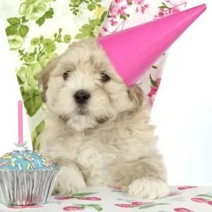 Dog - 7 week old Lhasa Apso cross Shih Tzu puppy in pink party hat Dog - 7 week old Lhasa Apso cross Shih Tzu puppy in pink party hat