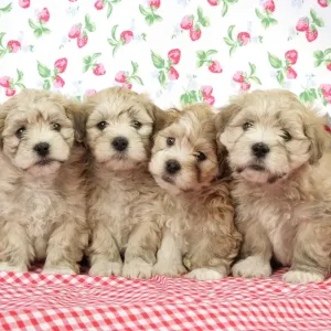 Dog. 7 weeks old Lhasa Apso cross Shih Tzu puppies