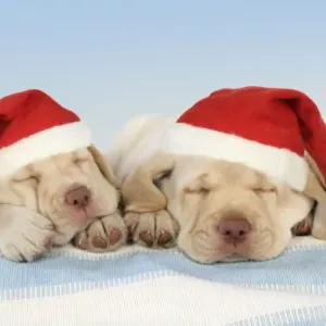 Dog - 8 week old labrador puppies wearing Christmas hats. Digital Manipulation: changed background - Hats JD Dog - 8 week old labrador puppies wearing Christmas hats. Digital Manipulation: changed background - Hats JD