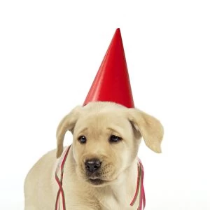 Dog. 8 week old labrador puppy in party hat and streamers Digital Manipulation: party hat, streamers JD