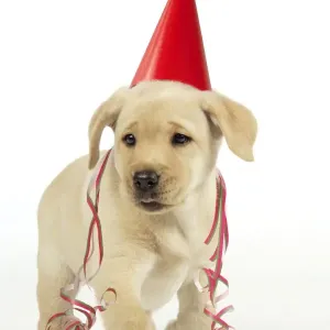 Dog. 8 week old labrador puppy in party hat and streamers Digital Manipulation: party hat, streamers JD Dog. 8 week old labrador puppy in party hat and streamers Digital Manipulation: party hat, streamers JD