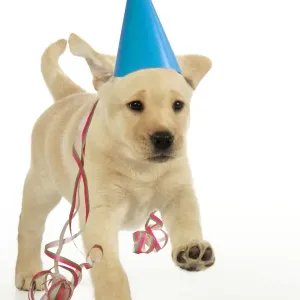 Dog. 8 week old labrador puppy in party hat and streamers Digital Manipulation: party hat, streamers JD Dog. 8 week old labrador puppy in party hat and streamers Digital Manipulation: party hat, streamers JD