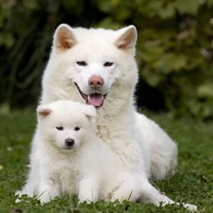 Dog - Akita / Akita Inu - adult & puppy. Also known as Japanese Akita