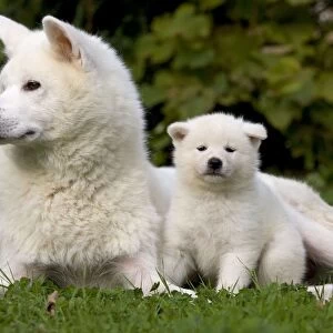 Dog - Akita / Akita Inu - adult & puppy. Also known as Japanese Akita