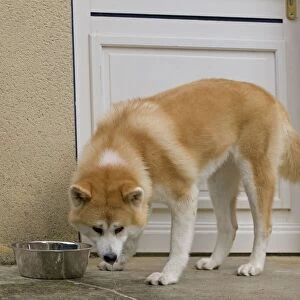 Dog - Akita / Akita Inu - drinking from water bowl. Also known as Japanese Akita