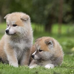 Dog - Akita / Akita Inu - puppies. Also known as Japanese Akita