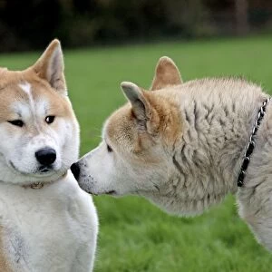 Dog - Akita Inu - old and young dog
