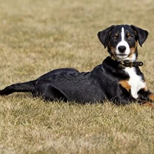 Dog - Appenzeller puppy - lying down on garden lawn - Lower Saxony - Germany