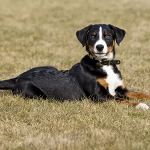 Dog - Appenzeller puppy - lying down on garden lawn - Lower Saxony - Germany Dog - Appenzeller puppy - lying down on garden lawn - Lower Saxony - Germany