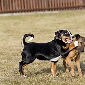 Dog - Appenzeller puppy with Westfalen Terrier - playing in garden - Lower Saxony - Germany