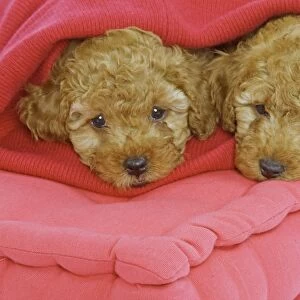 Dog - two Apricot Poodles on cushions