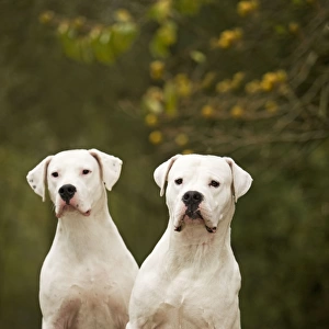 Dog - Argentinian Mastiff / Dogo Argentino