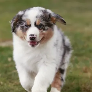 Dog - Australian Sheepdog / Shepherd Dog