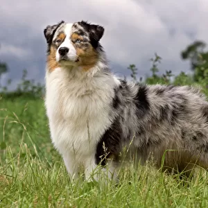 Dog - Australian Sheepdog / Shepherd Dog