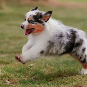 Dog - Australian Sheepdog / Shepherd Dog