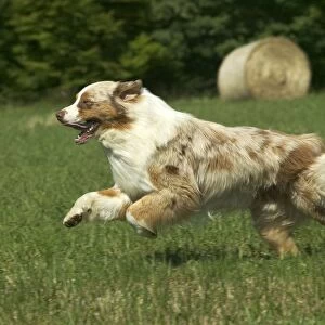 Dog - Australian Shepherd, running