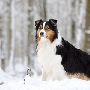 DOG. Australian shepherd standing in the snow