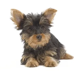 Dog - Australian Silky Terrier - puppy in studio. Also known as Silky Terrier or Sydney Silky Dog - Australian Silky Terrier - puppy in studio. Also known as Silky Terrier or Sydney Silky