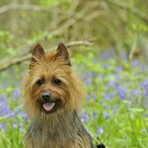 Dog. Australian Terrier in blue bells