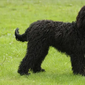 Dog. Barbet in field